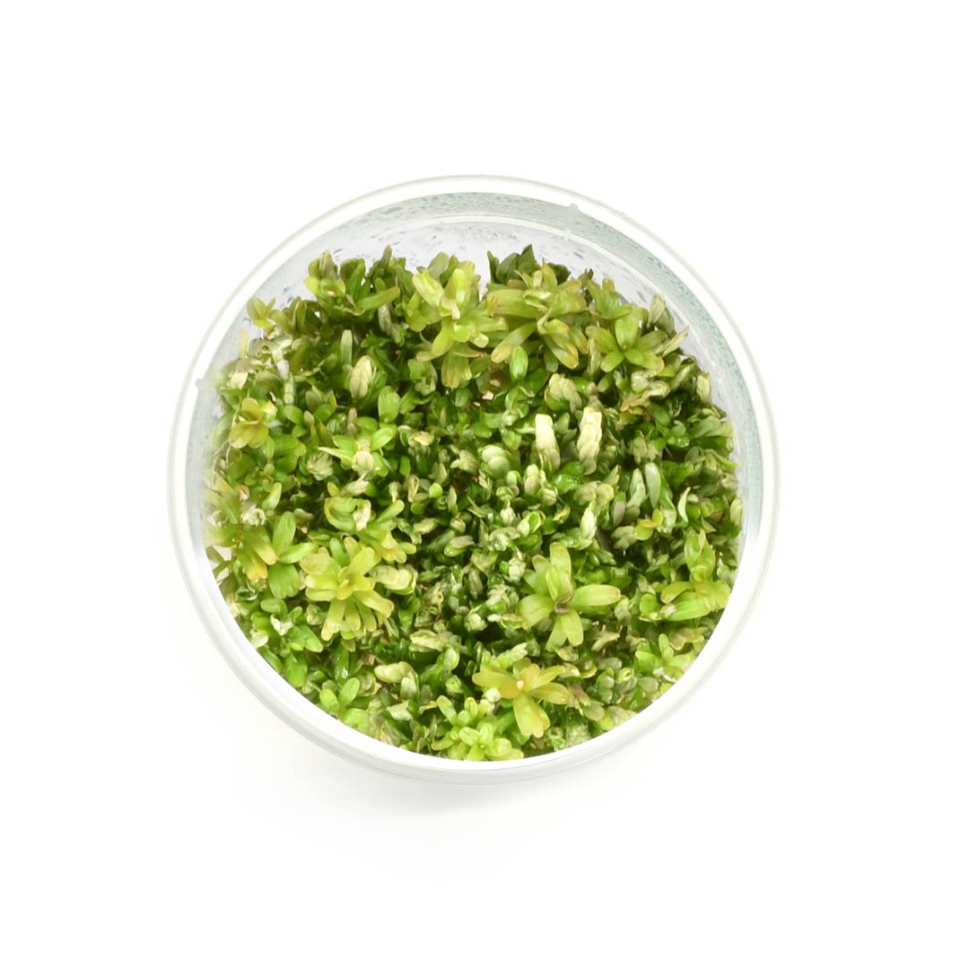 Rotala sp 'spikey' (Tc)