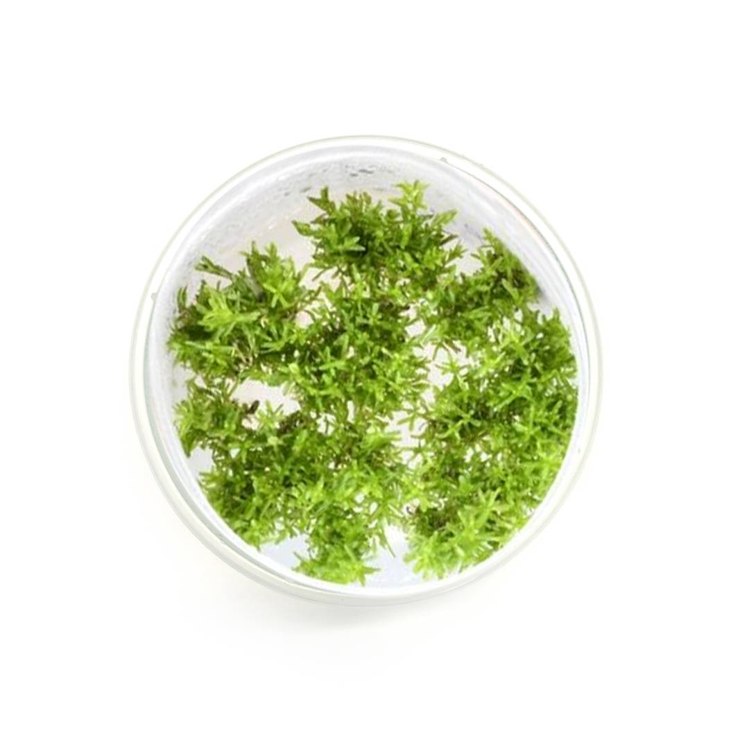 Rotala nanjenshan (Tc)