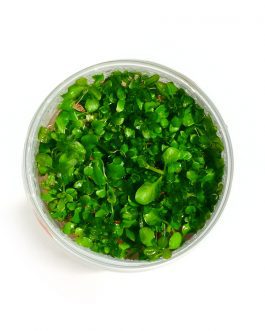 Hygrophila Serphyllum [Tc]