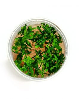 Limnophila aromatica (Tc)