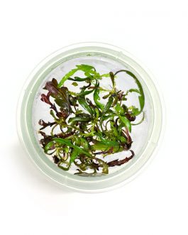 Hygrophilla pinnatifida [Tc]