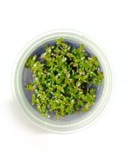 Ludwigia repens “Super Red” (Tc)