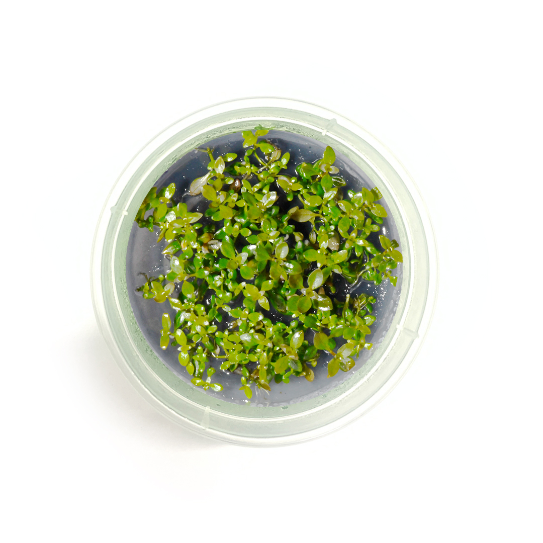 Ludwigia repens "Super Red" (Tc)