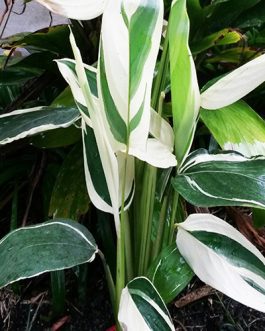 Maranta arundinacea/ Variegated Arrow Root (single plant)