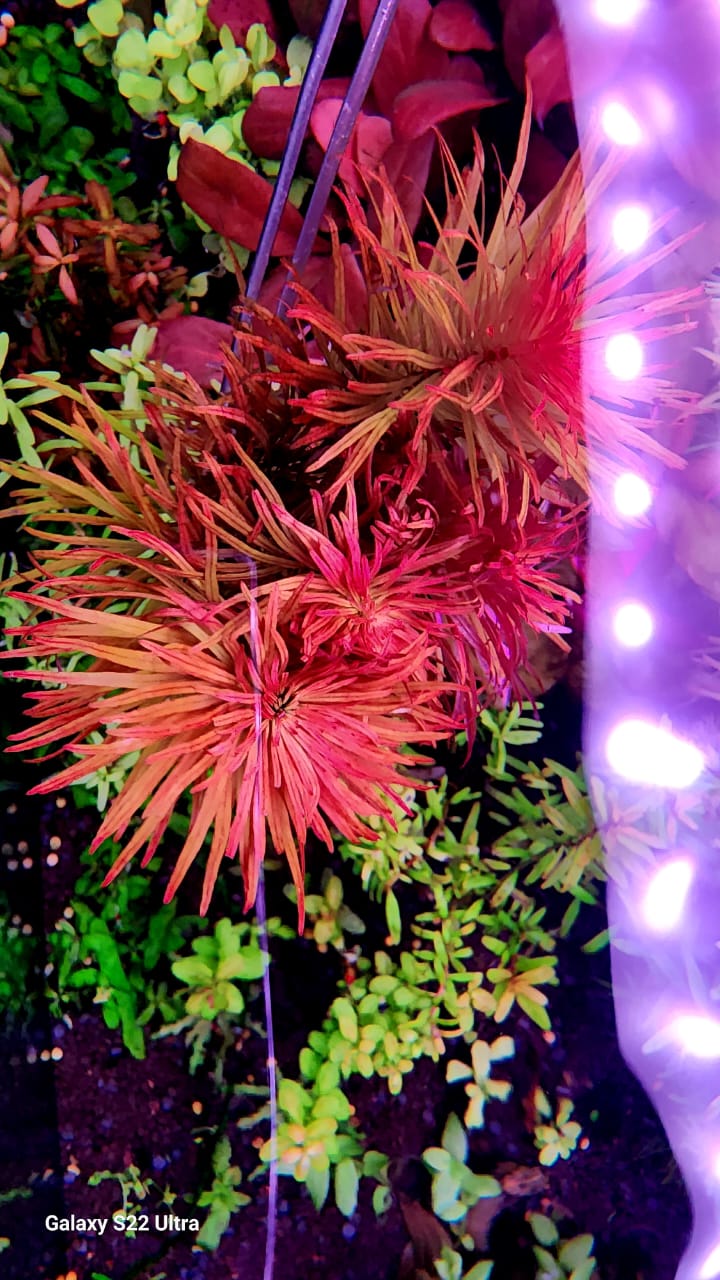 Ludwigia inclinata Meta (6 stems) - Image 7