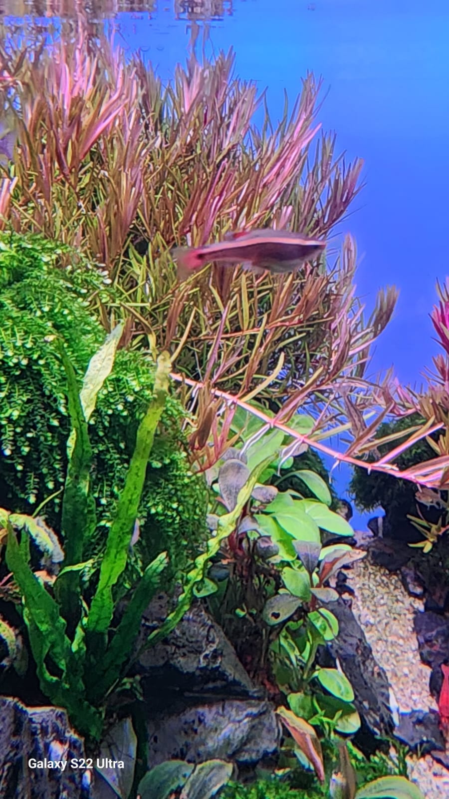 Rotala sp Spikey (6 stems) - Image 4