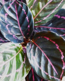 Calathea Roseopicta Dottie (plant clump)