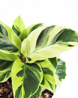 calathea yellow fusion (Single plant)