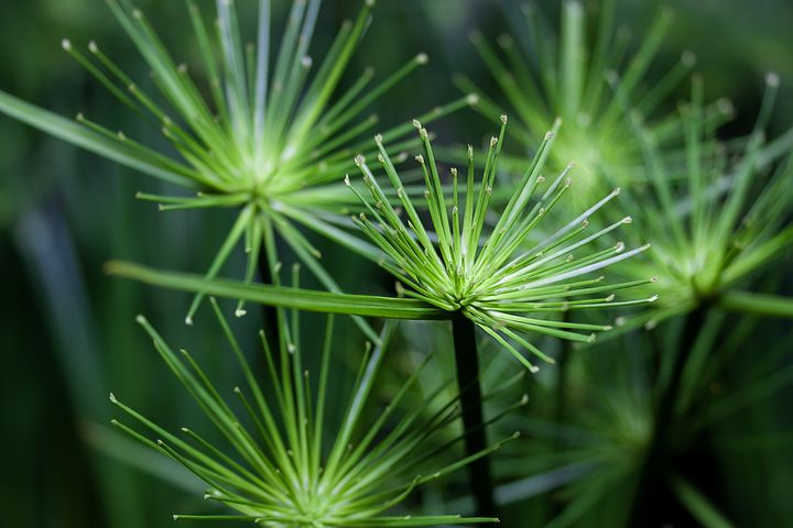Cyperus Haspan (Single plant clump) - Image 3