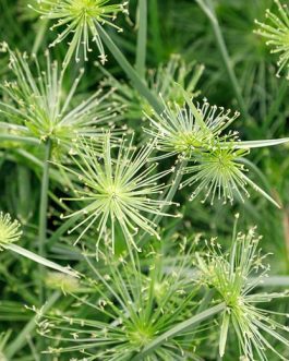 Cyperus Haspan (Single plant clump)