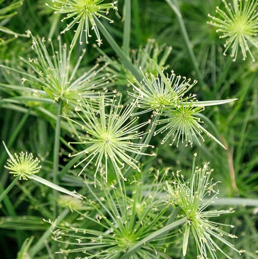 Cyperus Haspan (Single plant clump)