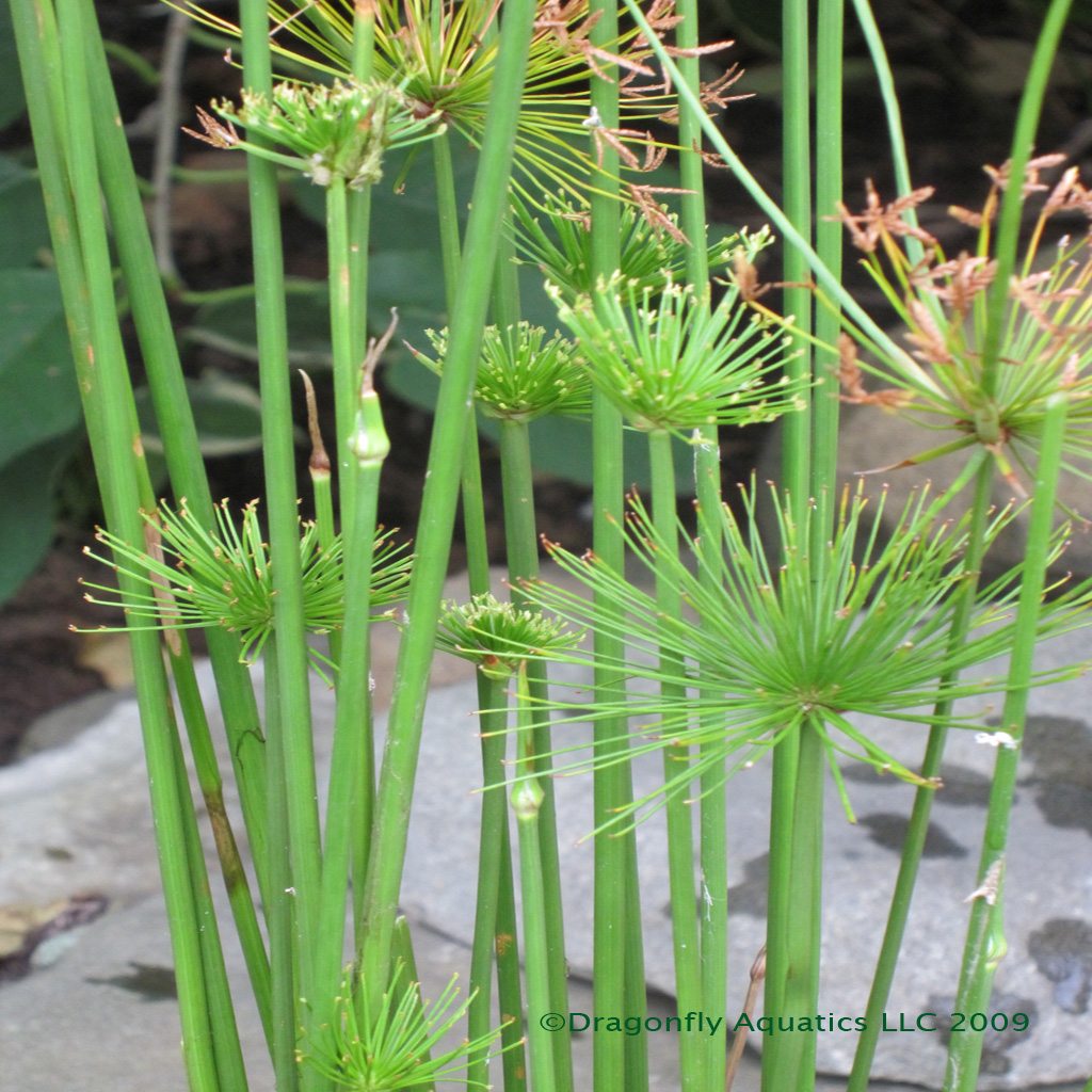 Cyperus Haspan (Single plant clump) - Image 5