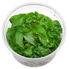 Hygrophila corymbosa Siamensis [TC]