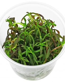 Limnophila Sp Belem (TC)