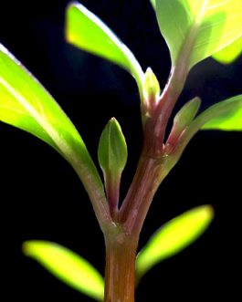 Ludwigia inclinata Meta (6 stems)