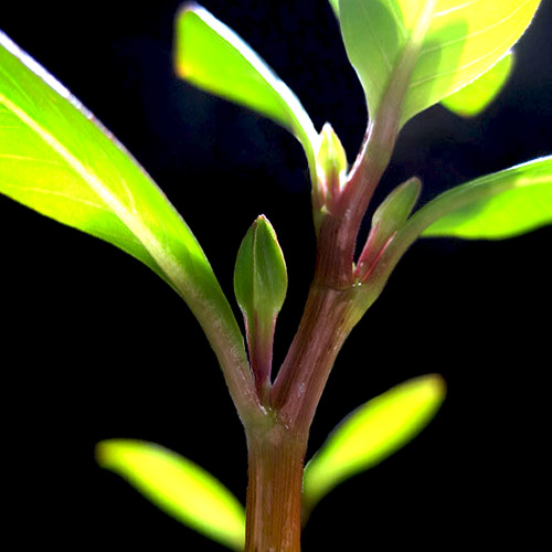 Ludwigia inclinata Meta (6 stems) - Image 2