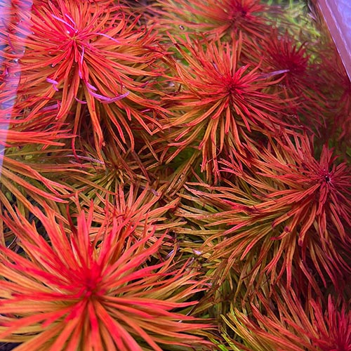 Ludwigia inclinata Meta (6 stems) - Image 3