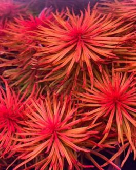 Ludwigia inclinata Meta (6 stems)