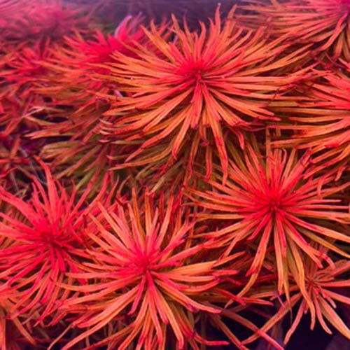 Ludwigia inclinata Meta (6 stems)