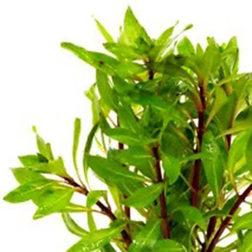 Ludwigia inclinata Meta (6 stems) - Image 5