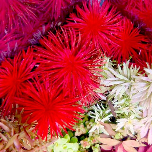 Ludwigia inclinata Meta (6 stems) - Image 6