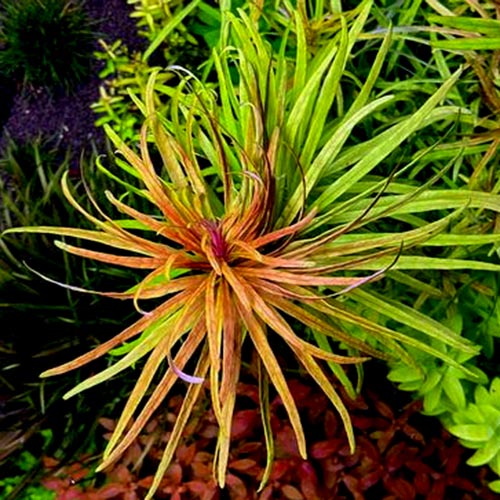 Ludwigia inclinata var cuba (6 stems) - Image 2