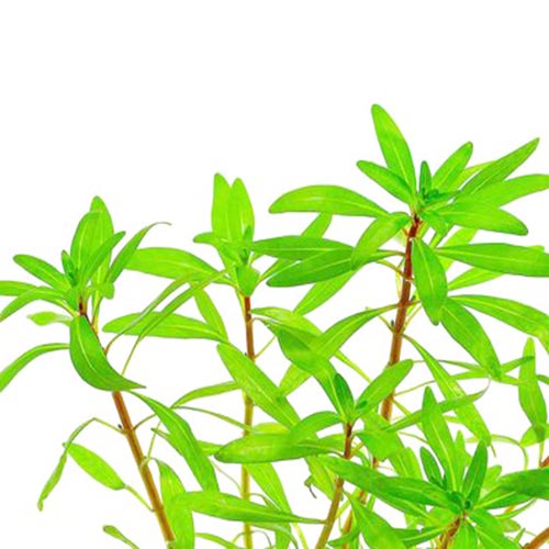 Ludwigia inclinata var cuba (6 stems) - Image 4