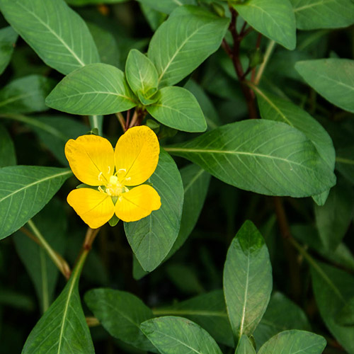 Ludwigia inclinata var cuba (6 stems) - Image 3