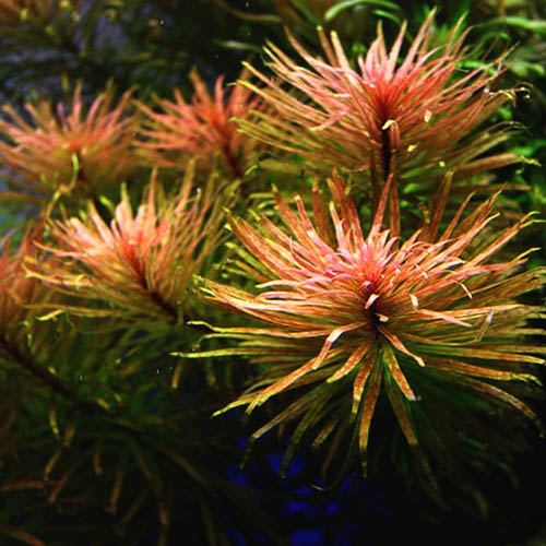 Ludwigia inclinata var cuba (6 stems)