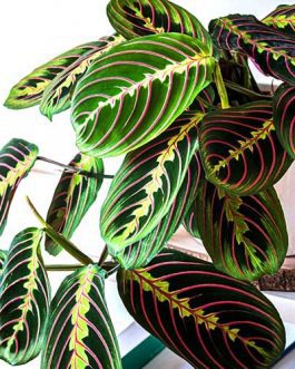 Maranta Leuconeura (single plant)