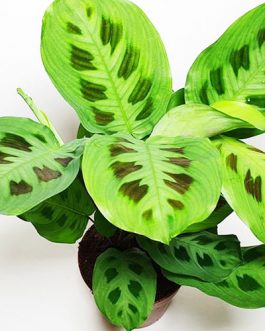 Maranta Leuconeura Kerchoveana (single plant)