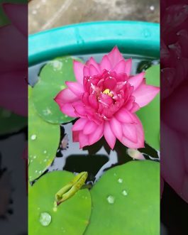 Nelumbo Nucifera Affection 16 Lotus