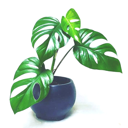 Monstera petrusa dwarf/ Rhaphidophora Pertusa (single plant)