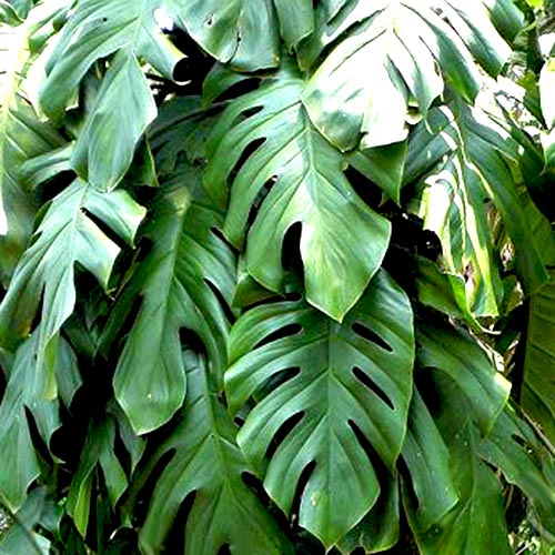 Monstera petrusa dwarf/ Rhaphidophora Pertusa (single plant) - Image 2