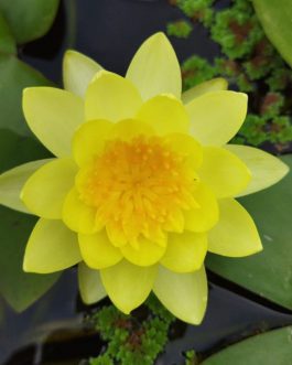 Chromptella, PinWaree, Colarado Water Lilly Combo (3 plants)