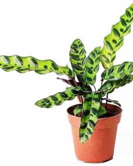 Calathea Rattlesnake (single plant)