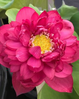 Exotic lotus Tuber combo (Nelumbo Nucifera Red Cammander, Nelumbo Nucifera Shai Thong)