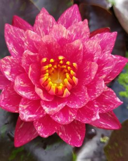 Nymphaea Wanvisa and Yellow Mexicana Combo ( 2 Plants)