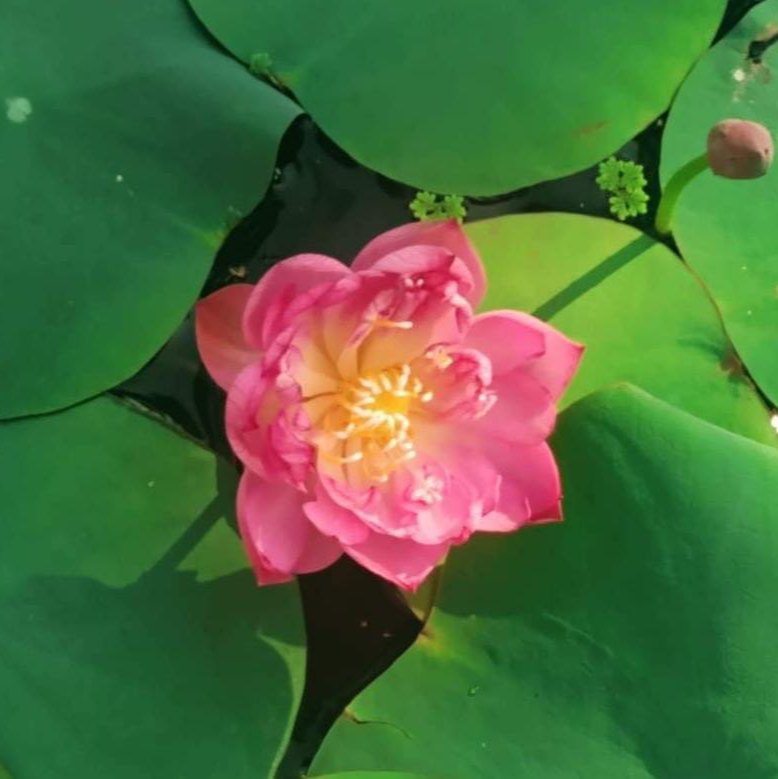 Ameri Camelia and Pink Meadow Bowl Lotus Tuber Combo ( 2 Tubers) - Image 3