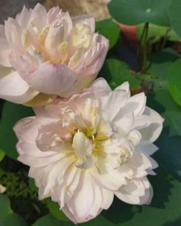 Ameri Camelia and Pink Meadow Bowl Lotus Tuber Combo ( 2 Tubers)