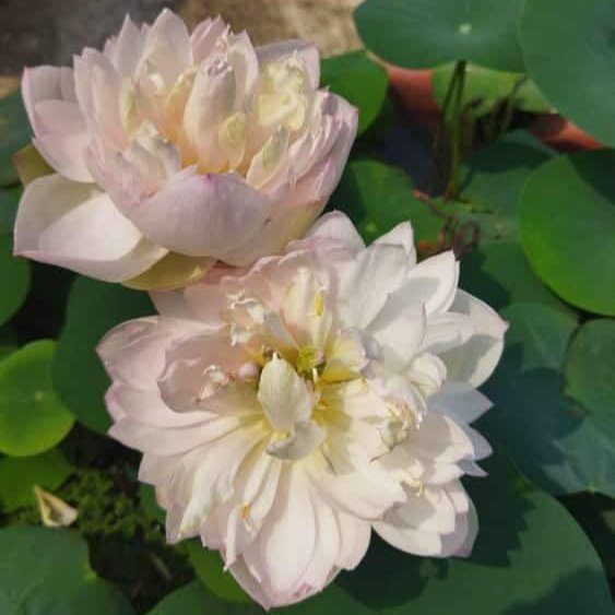 Ameri Camelia and Pink Meadow Bowl Lotus Tuber Combo ( 2 Tubers) - Image 2