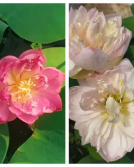 Ameri Camelia and Pink Meadow Bowl Lotus Tuber Combo ( 2 Tubers)