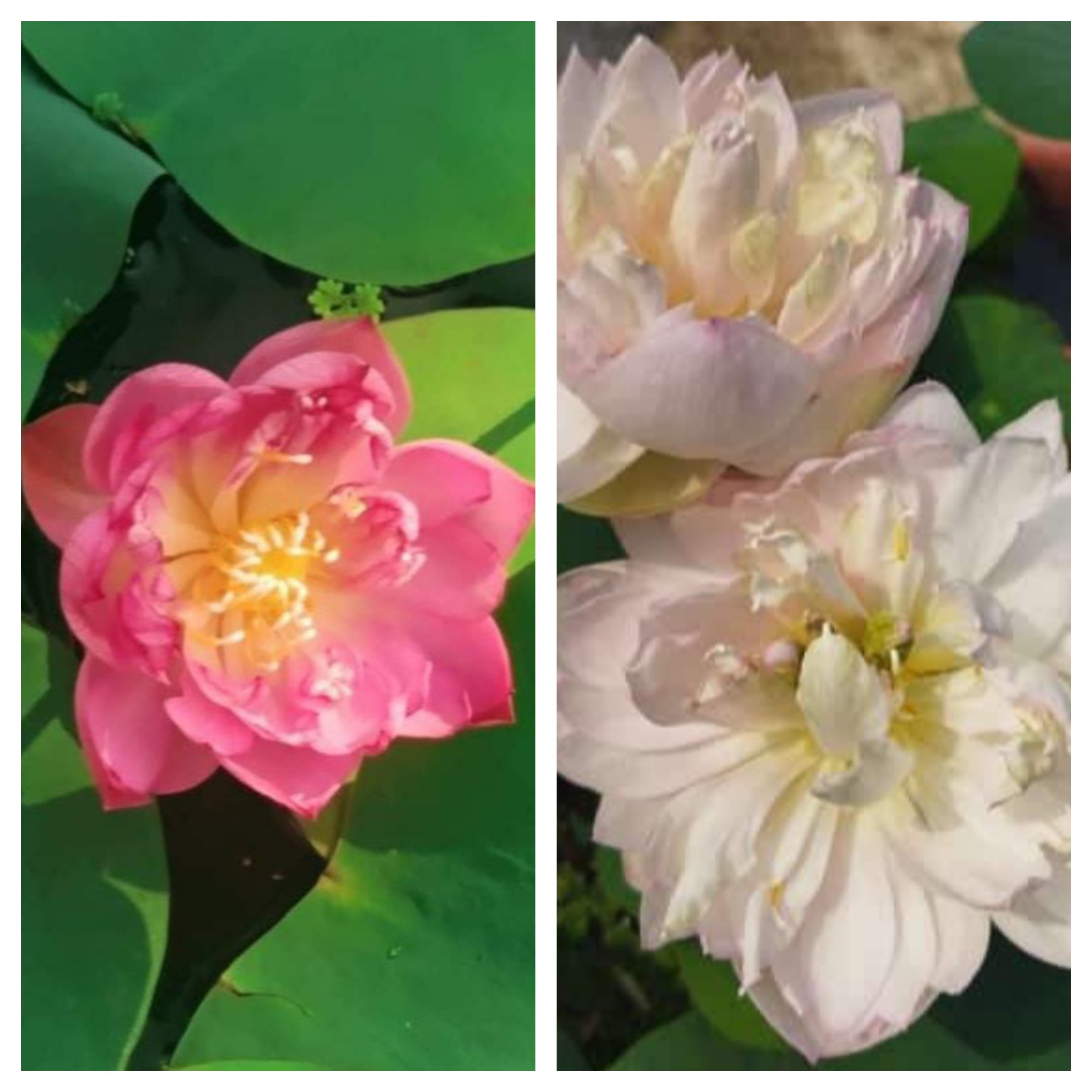 Ameri Camelia and Pink Meadow Bowl Lotus Tuber Combo ( 2 Tubers)