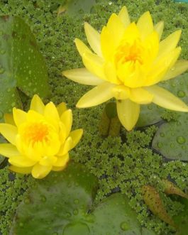Nymphaea yellow mexicana, Colorado,wanvisa water lilly combo (3 plants)