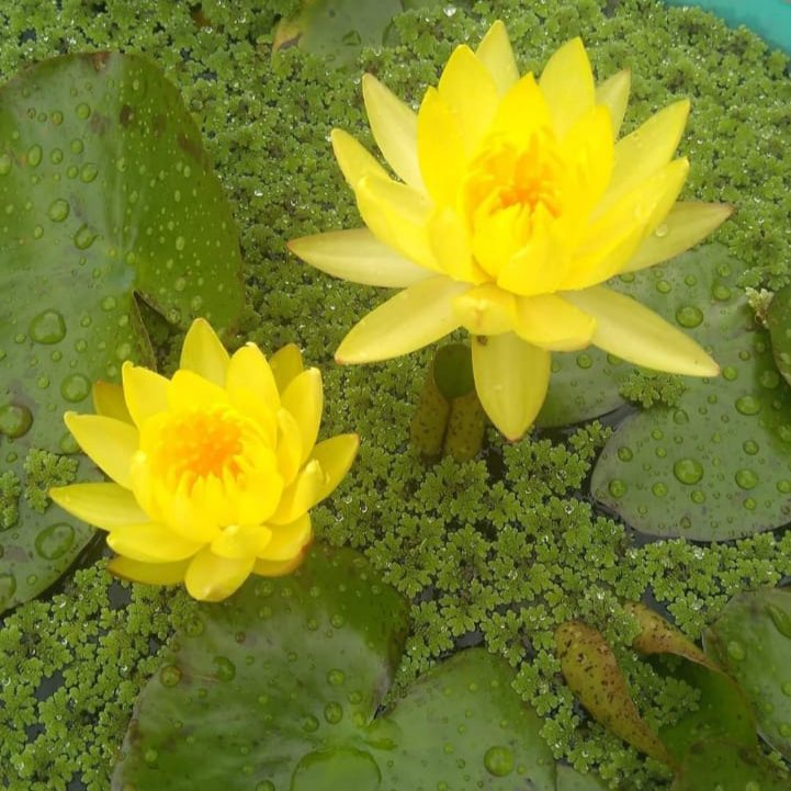 Nymphaea yellow mexicana, Colorado,wanvisa water lilly combo (3 plants) - Image 2