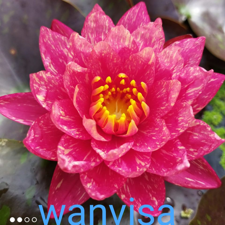 Nymphaea yellow mexicana, Colorado,wanvisa water lilly combo (3 plants) - Image 4