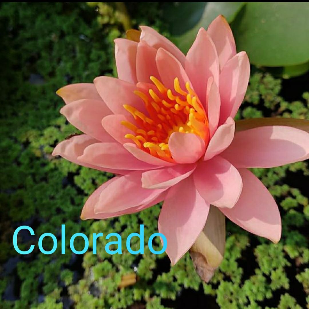 Nymphaea yellow mexicana, Colorado,wanvisa water lilly combo (3 plants) - Image 3