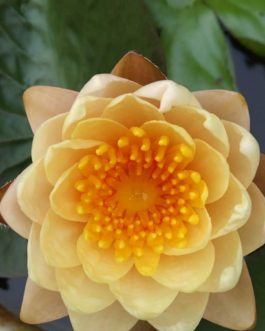 Nymphea perry’ s Baby and Mangala Ubol lilly combo ( 2 plants)