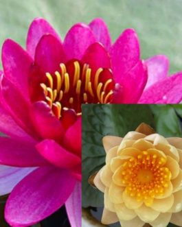 Nymphea perry’ s Baby and Mangala Ubol lilly combo ( 2 plants)