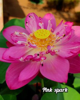 Pink shark,white masky, dripping dew lotus tuber combo (3 tubers)